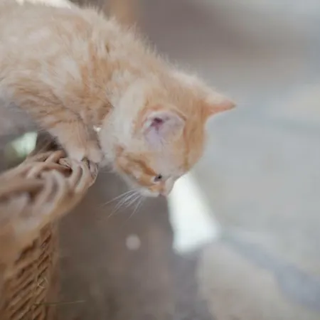 مزرعة للإقامة Moserhof *