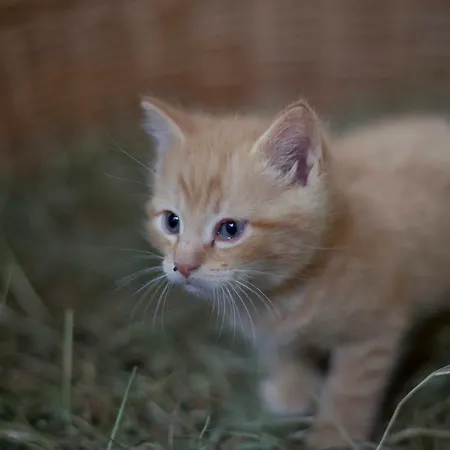 Moserhof هاوس إم إنيستال