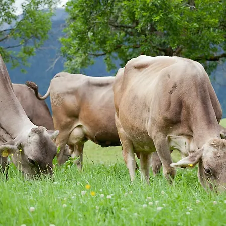 Vakantieboerderij Moserhof Haus im Ennstal