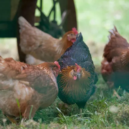 Moserhof Фермерский дом Хаус-им-Энншталь