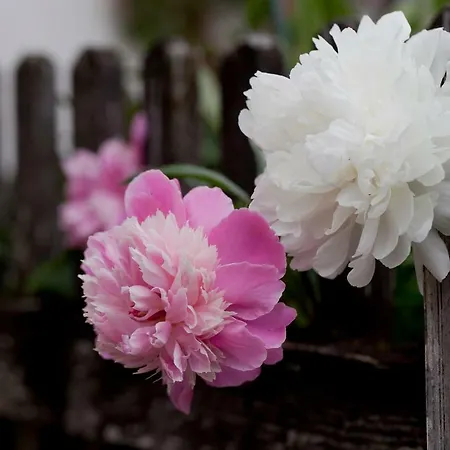 Moserhof مزرعة للإقامة *