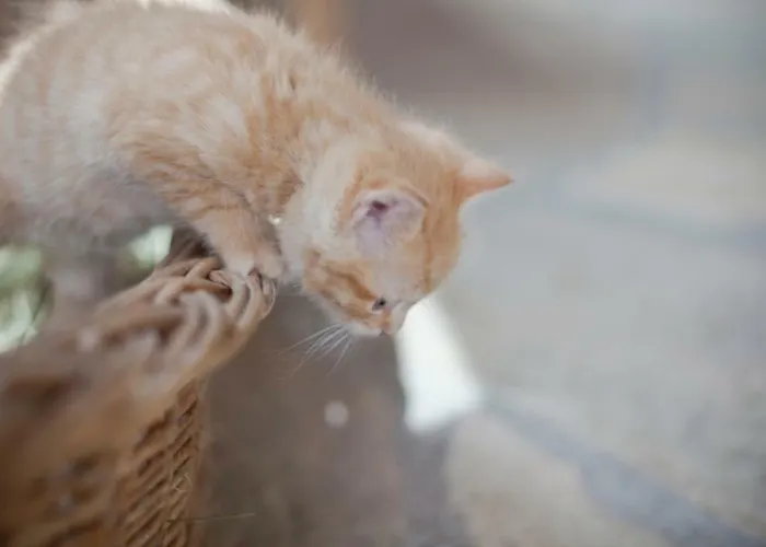 Alloggio per agriturismo Moserhof *