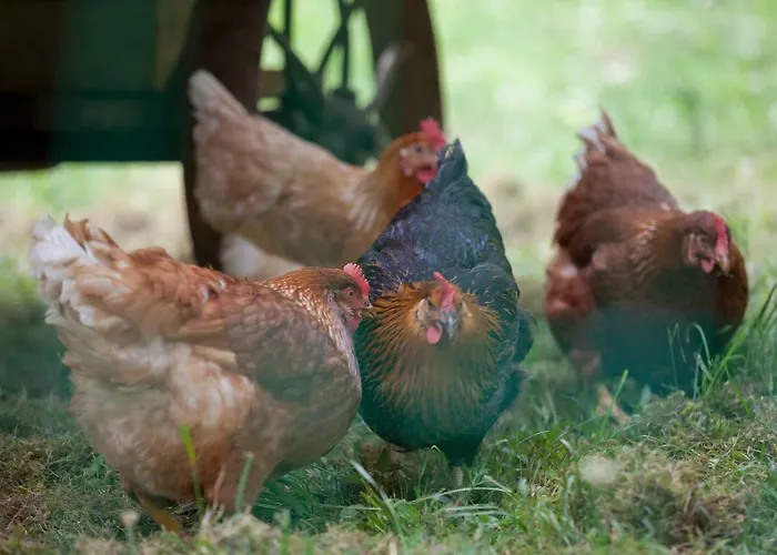 Moserhof Alloggio per agriturismo Haus im Ennstal