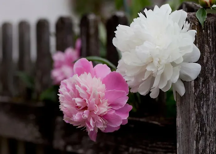 Moserhof Alloggio per agriturismo *